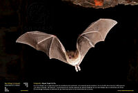 murcielago.jpg