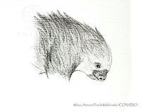 MAPM1247 Choloepus hoffmanni.jpg