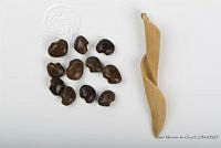 IMDOC2553 Phaseolus lunatus.jpg