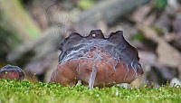 MBS001 Auricularia auricula-judae.jpg