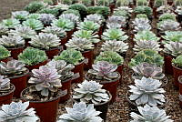 IMDOC 5909 Echeveria.jpg