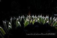 LCF0158 Agave victoriae-reginae.jpg