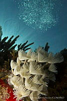 HBB01 Bispira brunnea.jpg