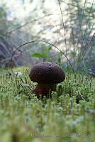 MRS01 Boletus pinophilus.jpg