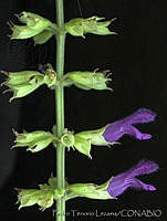 PTL1657 Salvia mexicana.jpg