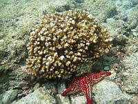 ISA064 Pocillopora sp., Pentaceraster cumingi.jpg