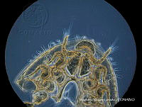 MVG 0660 Uropoda exilis.JPG