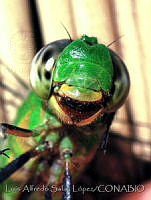 LASL0023 Erythemis vesiculosa.jpg