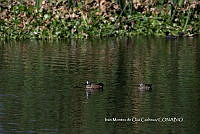 IMDOC3862 Spatula discors.jpg