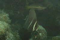 IDG1735 Pomacanthus paru.jpg