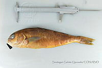 SGQ1023 Caulolatilus princeps.jpg