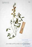 JMFM008 Crotalaria cajanifolia.JPG