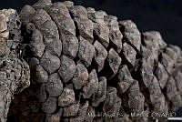 MASM03349 Pinus montezumae.jpg