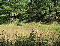 Teocintle 137 Zea diploperennis.jpg