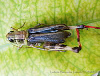 LBL0036 Boopedon gracile.jpg