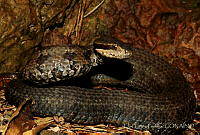 EGP0408 Cerrophidion tzotzilorum.jpg