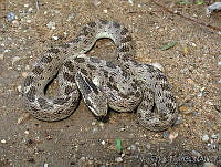 VHL0241 Hypsiglena slevini.jpg
