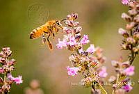 ISH002 Apis mellifera.jpg