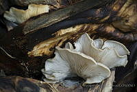IMDOC2681 Russula sp..JPG