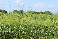 LH002 hum 0196 Thalia geniculata.JPG