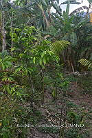 SG019 0408 Citrus sinensis.jpg