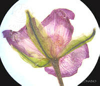 SL3930 Gibasis linearis ssp. linearis.jpg