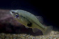 IMDOC2355 Xenotoca lyonsi.jpg