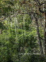 3R 01131 Ramalina menziesii.jpg