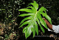 Huitz 1843 Philodendron radiatum.jpg