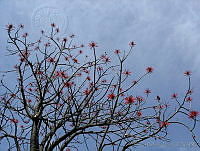 CGL0903 Erythrina americana.jpg