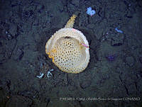 IFREMER-ICMyL-UNAM 0025 Heterochone sp..jpg