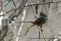 AAKVDH 0065 Pipilo chlorurus.JPG