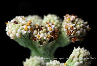 Atleq 0755 Crassula corallina.jpg