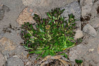 VWS054 Draba jorullensis.jpg