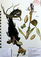 RBB0128 Eichornia crassipes.jpg