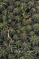 3R 00972 Ferocactus robustus.tif