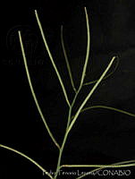 PTL0942 Sisymbrium altissimum.jpg