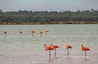 FBA0933 Phoenicopterus ruber.jpg