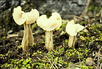 3255 Helvella crispa.jpg