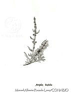 MARL0084 Atriplex linifolia.jpg