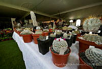 MASM05384 Biznagas.jpg