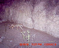 IE003 0117 Canis latrans.jpg