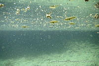 CHH0029 Cyprinella xanthicara.jpg