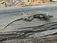 MCS183 Sceloporus anahuacus.JPG