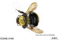 ME006 Abejas 0042 Bombus mexicanus Cresson, 1878.jpg
