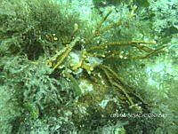 NE018 0063 Millepora alcicornis.jpg