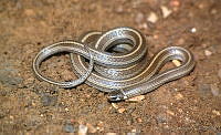 LCMHP013-145 Tantilla flavilineata.jpg