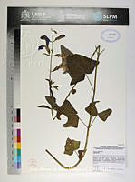 JAdNV0194 Salvia patens.JPG