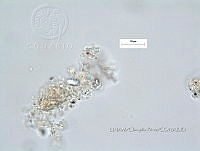 KT016 0008 Chroococcus sp..jpg