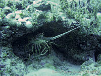 BFZ0042 Panulirus argus.jpg